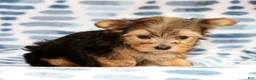 Yorkshire Terrier dogs for sale: Princess - Ad 7