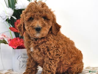 Mini Goldendoodle dogs Forest - Ad 16