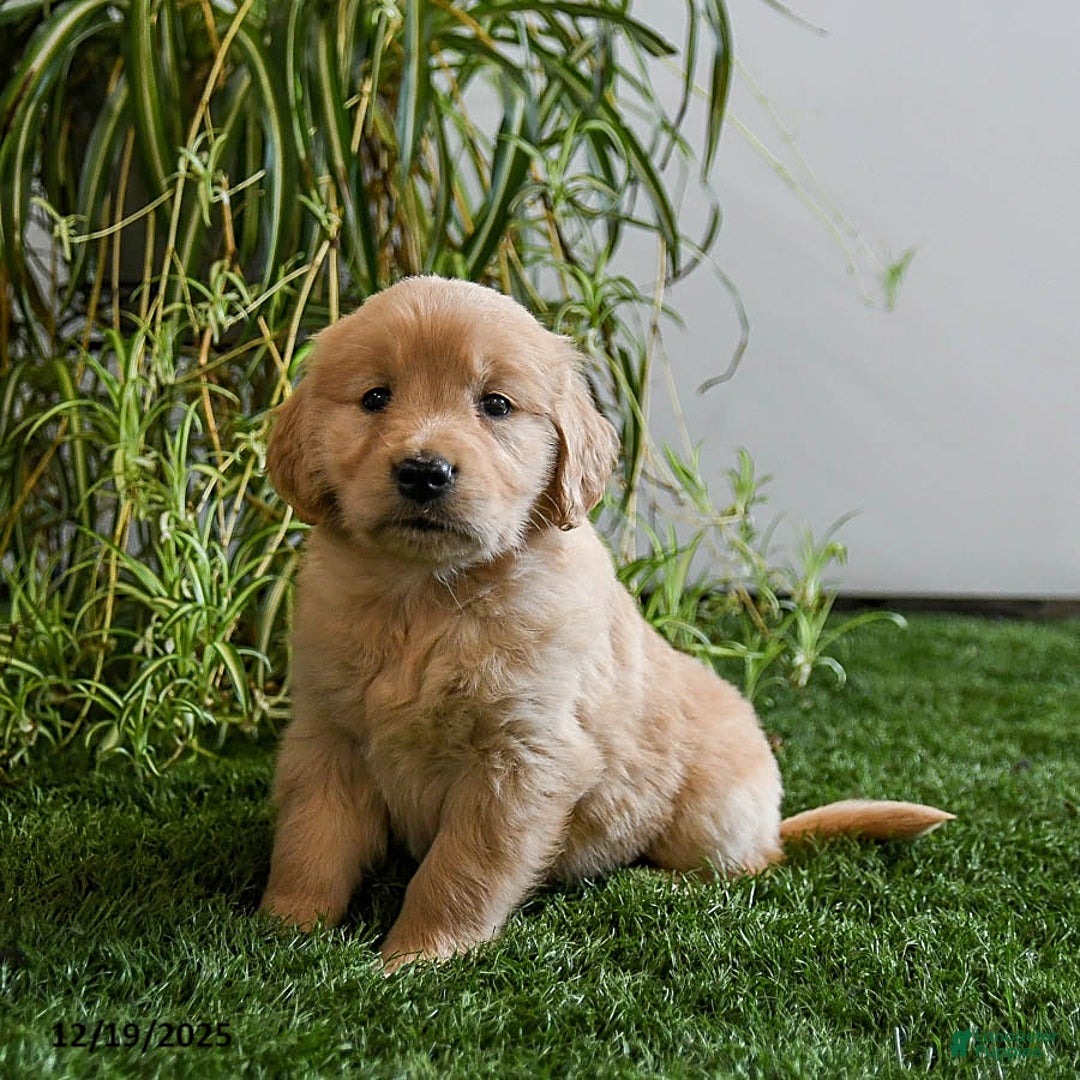 Golden Retriever dogs for sale: Marshmallow - Ad 2