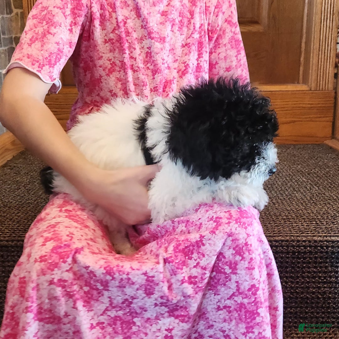 Miniature Poodle dogs for sale: Mason - Ad 3