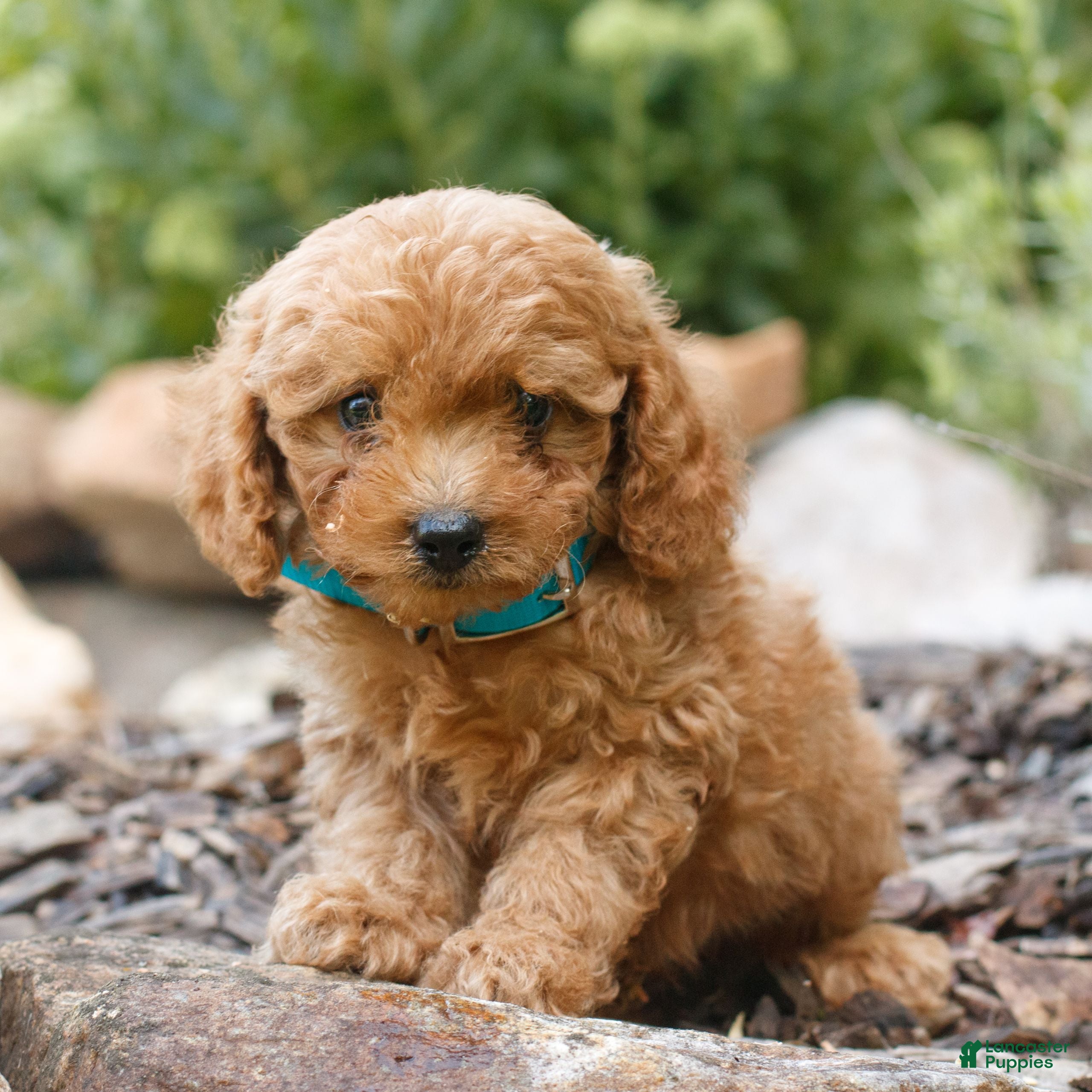 Cavapoo dogs Landon  - Ad 1