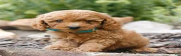 Cavapoo dogs for sale: Landon  - Ad 1