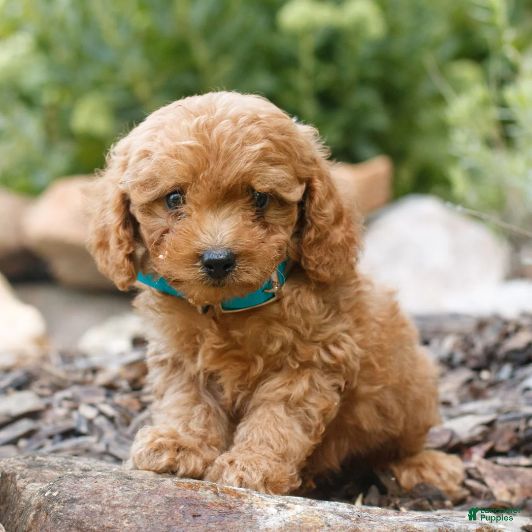 Cavapoo dogs for sale: Landon  - Ad 1