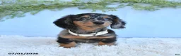 Miniature Dachshund dogs for sale: Rachel - Ad 4