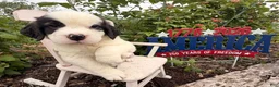 Saint Bernard dogs for sale: Babbles - Ad 2