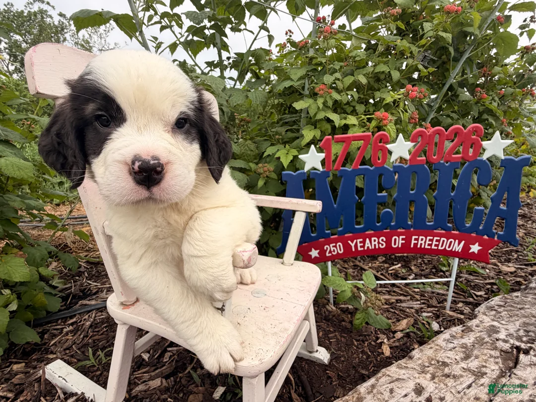 Saint Bernard dogs for sale: Babbles - Ad 2