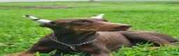 Doberman Pinscher dogs for sale: Duke - Ad 1