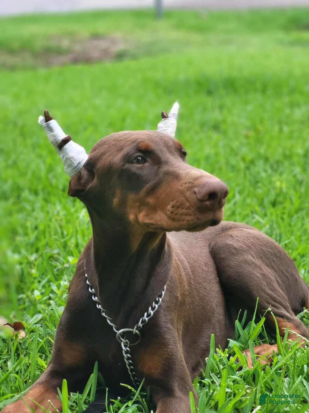 Doberman Pinscher dogs for sale: Duke - Ad 1