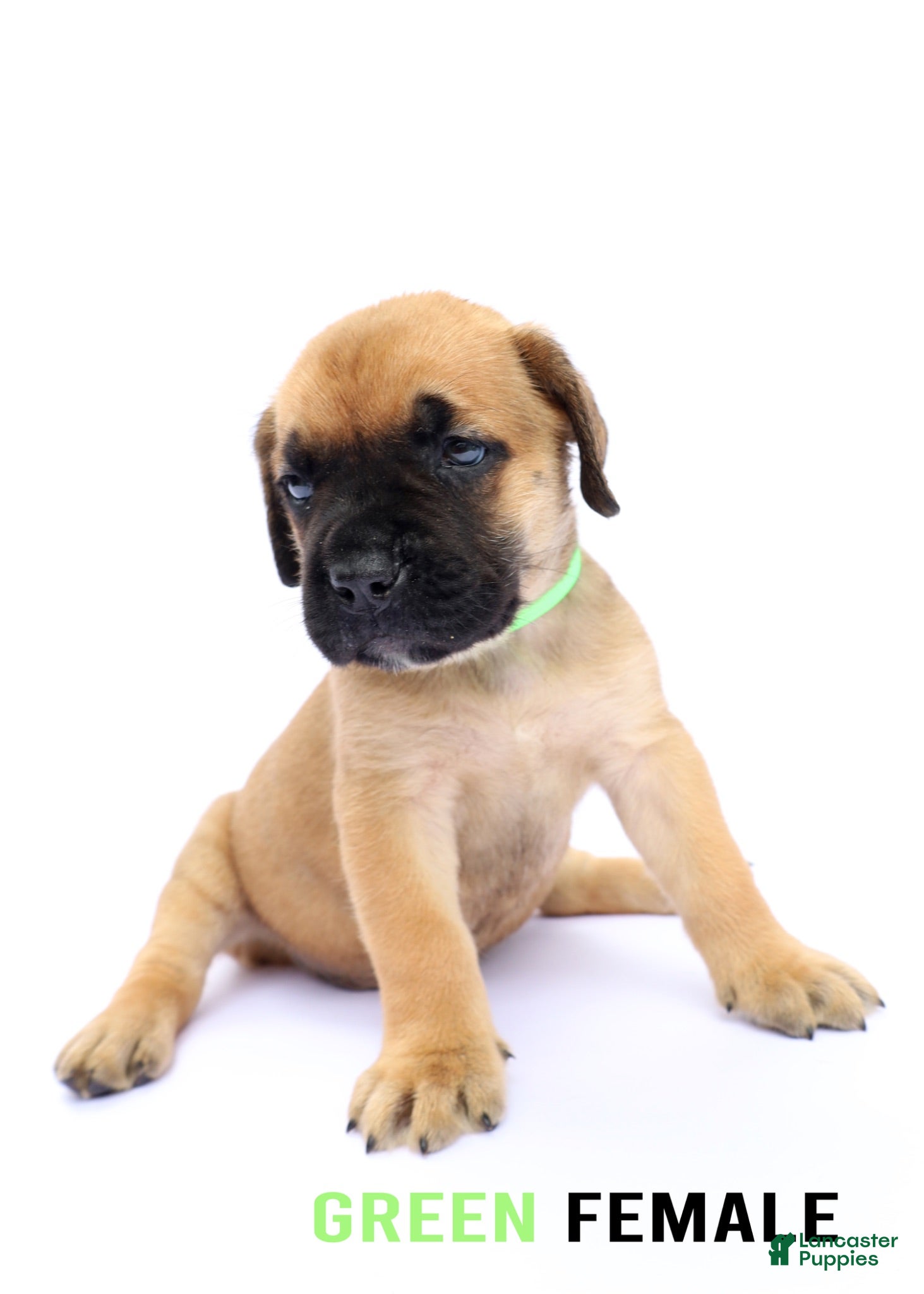 Cane Corso dogs Green Female - Ad 26