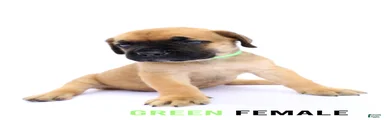 Green Female