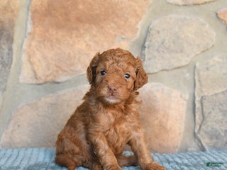 Mini Goldendoodle dogs - Ad 40