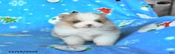 Pomeranian dogs for sale: Teddy - Ad 4