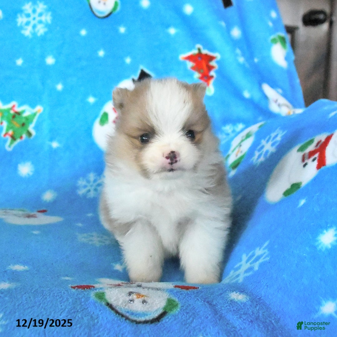 Pomeranian dogs for sale: Teddy - Ad 4
