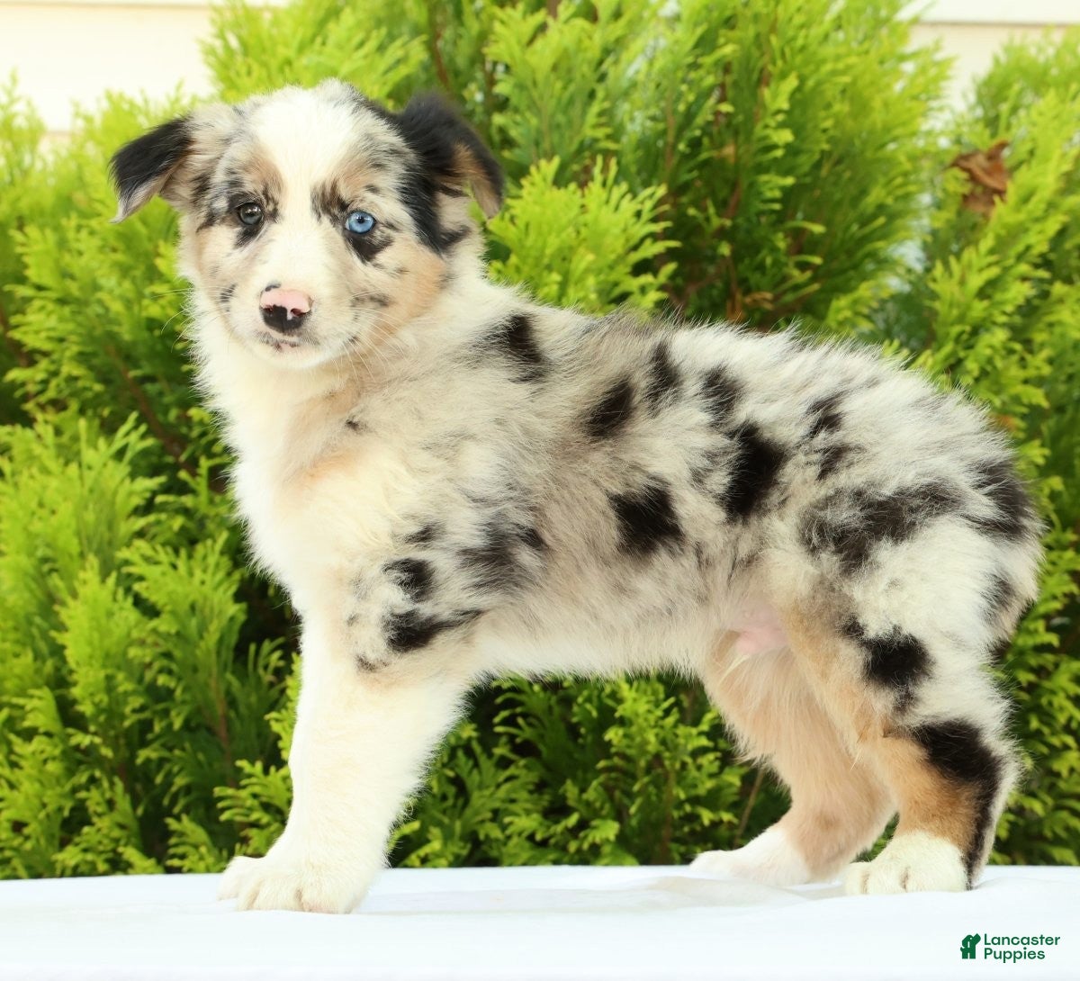 Australian Shepherd dogs for sale: Jack - Ad 1