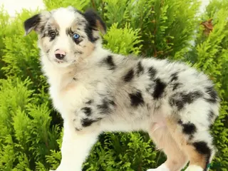 Australian Shepherd dogs for sale: Jack - Ad 4