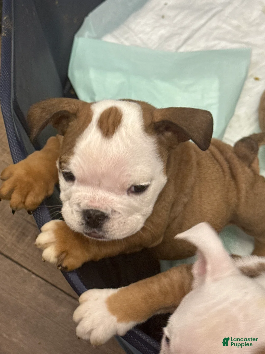 English Bulldog dogs for sale: English Bulldog Puppy 2 - Ad 4