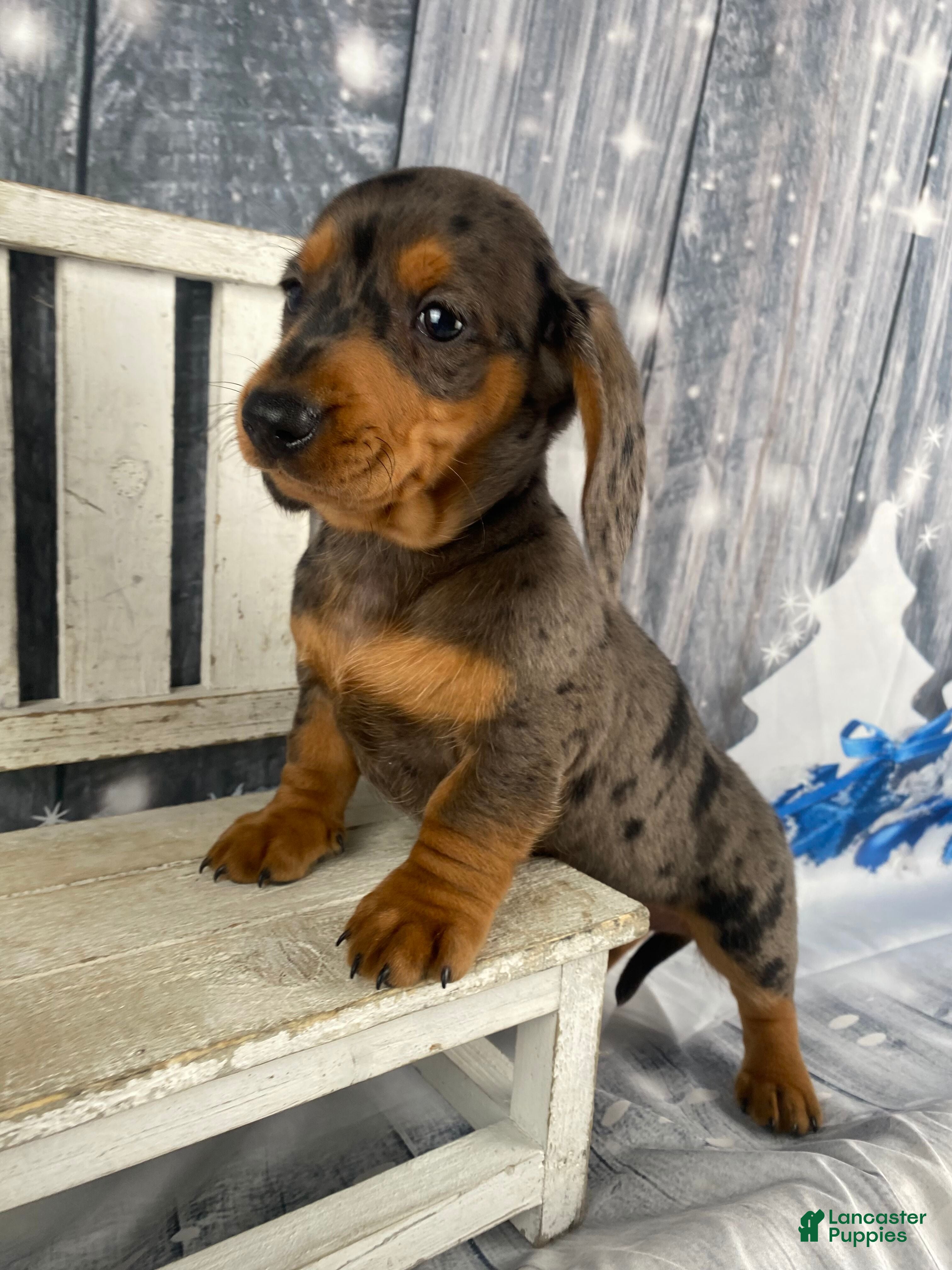 Miniature Dachshund dogs Joey - Ad 13