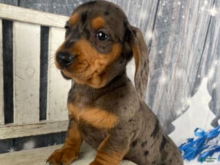 Miniature Dachshund dogs Joey - Ad 13