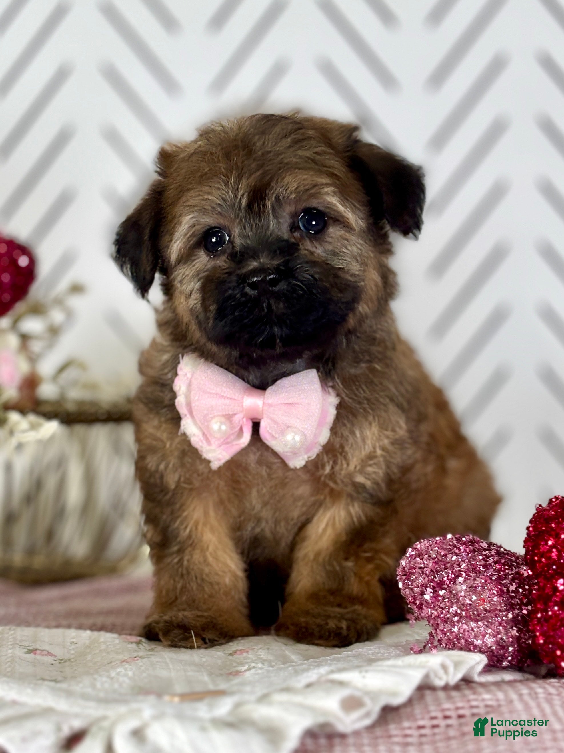 Havapoo dogs Betty Havapoo Puppy  - Ad 1