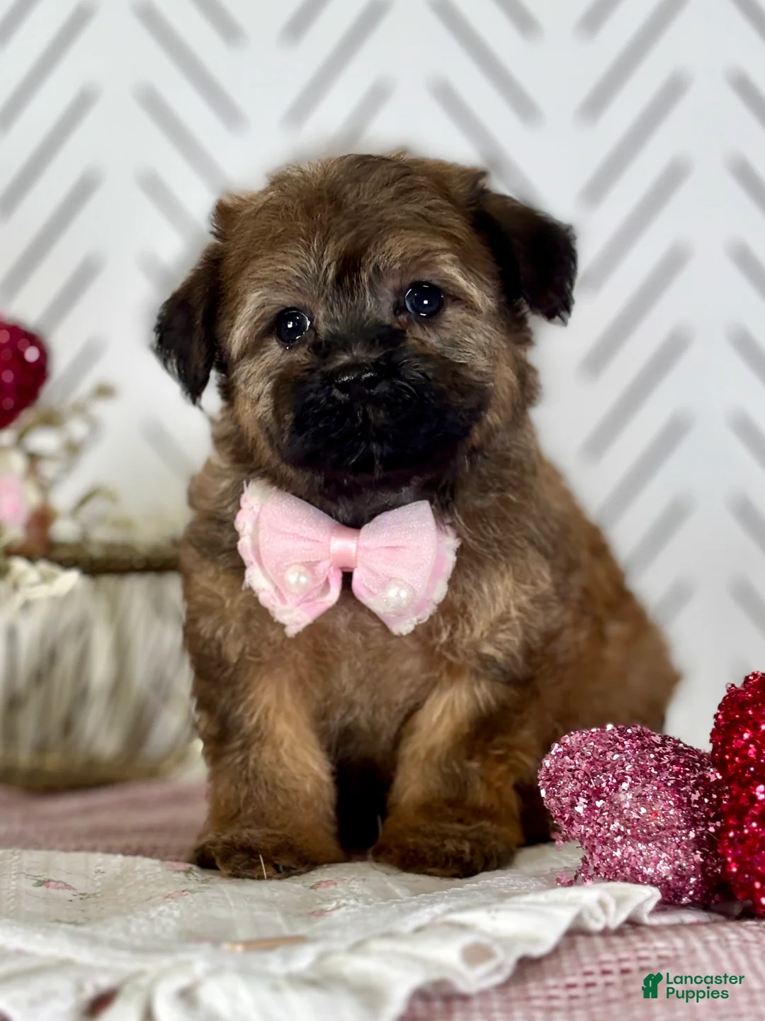 Havapoo dogs for sale: Betty Havapoo Puppy  - Ad 1