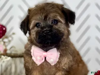 Havapoo dogs for sale: Betty Havapoo Puppy - Ad 2