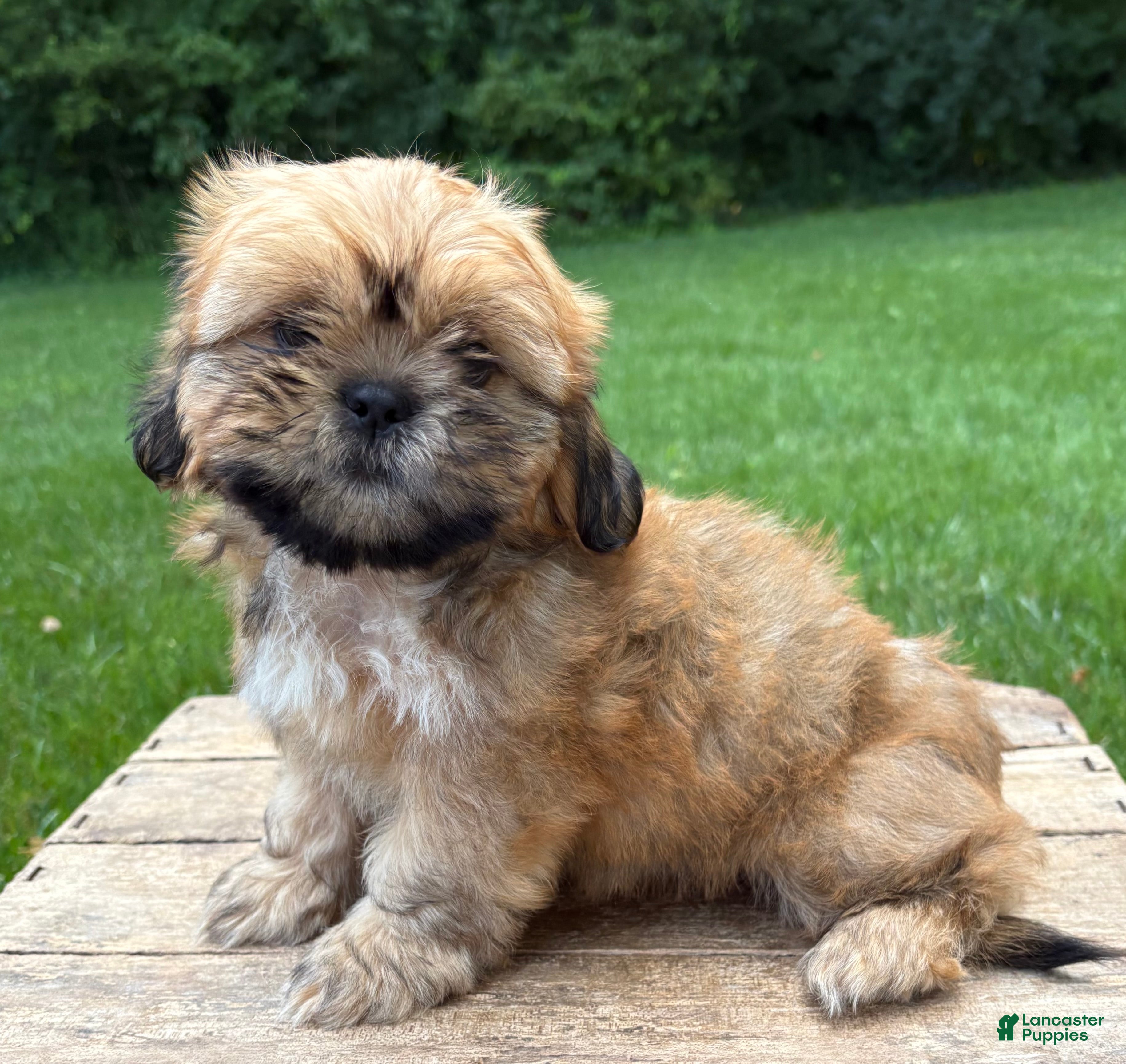Shih Tzu dogs Juniper - Ad 1