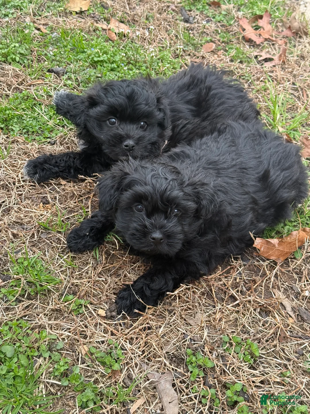 Shih Tzu dogs for sale: Shih Tzu Puppy 2 - Ad 4