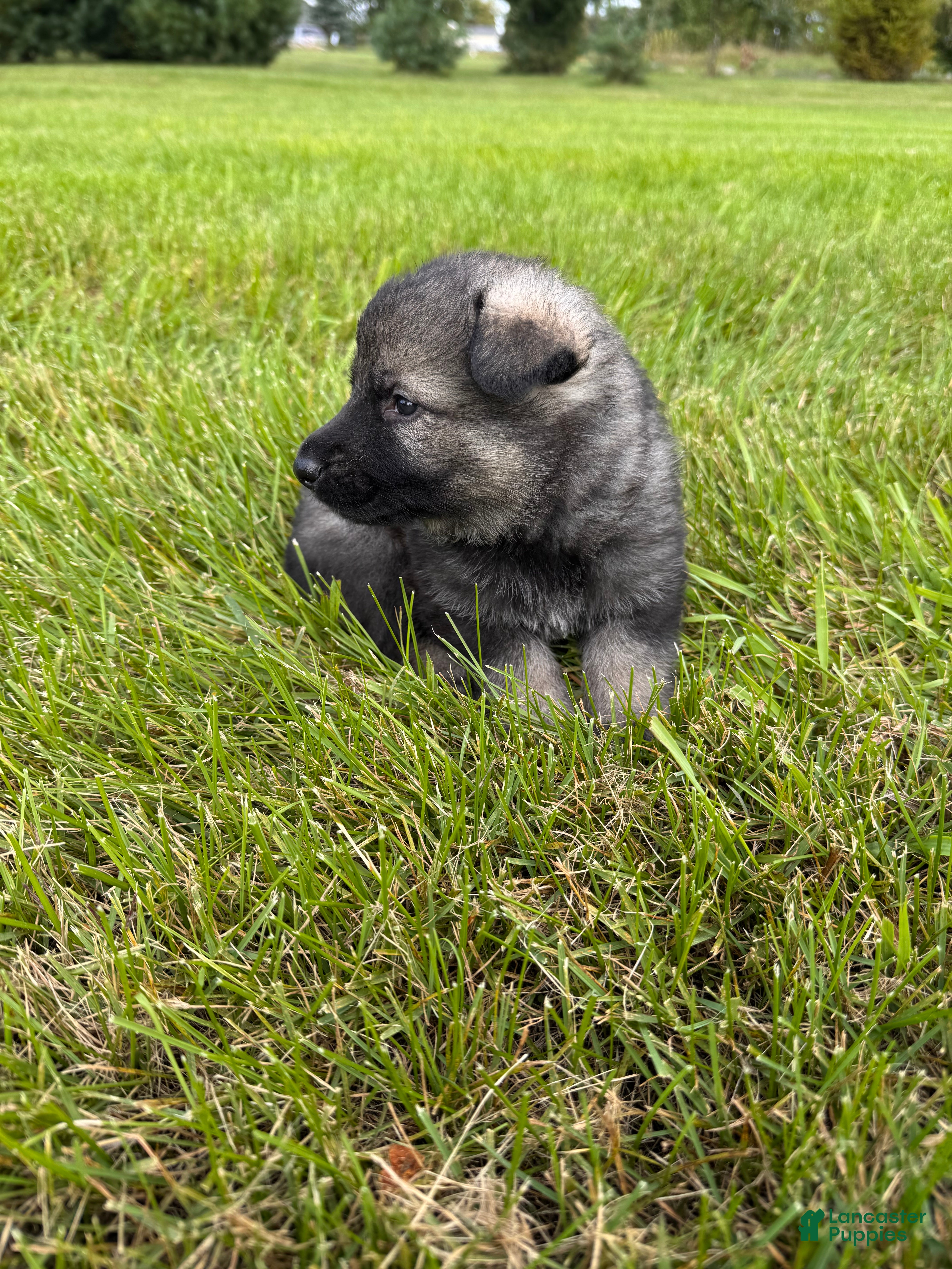 German Shepherd dogs Lighter sable boy - Ad 23