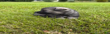 Lighter sable boy