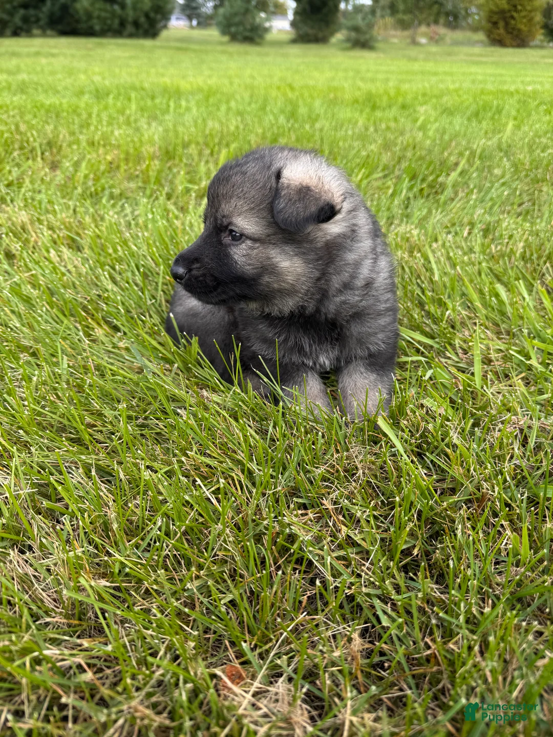 German Shepherd dogs for sale: Lighter sable boy - Ad 1