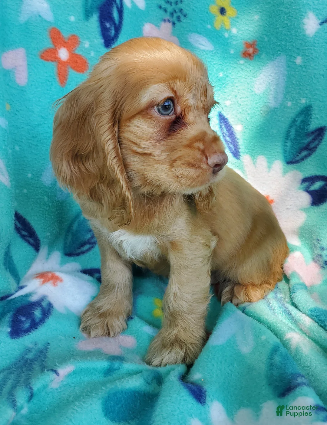 Cocker Spaniel dogs for sale: Harry - Ad 2