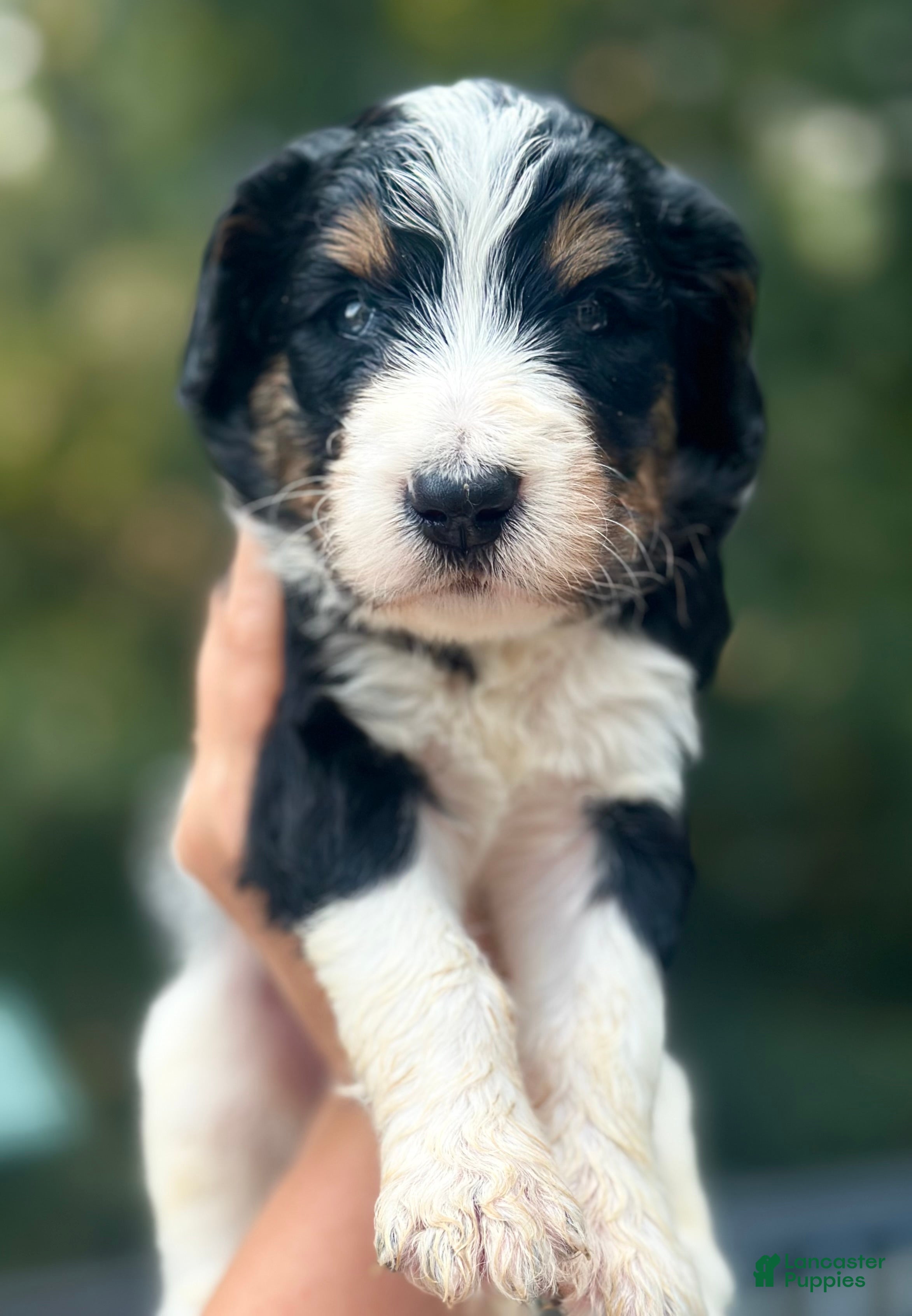 Bernedoodle dogs Male #1 - Ad 1