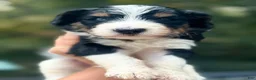 Bernedoodle dogs for sale: Male #1 - Ad 1