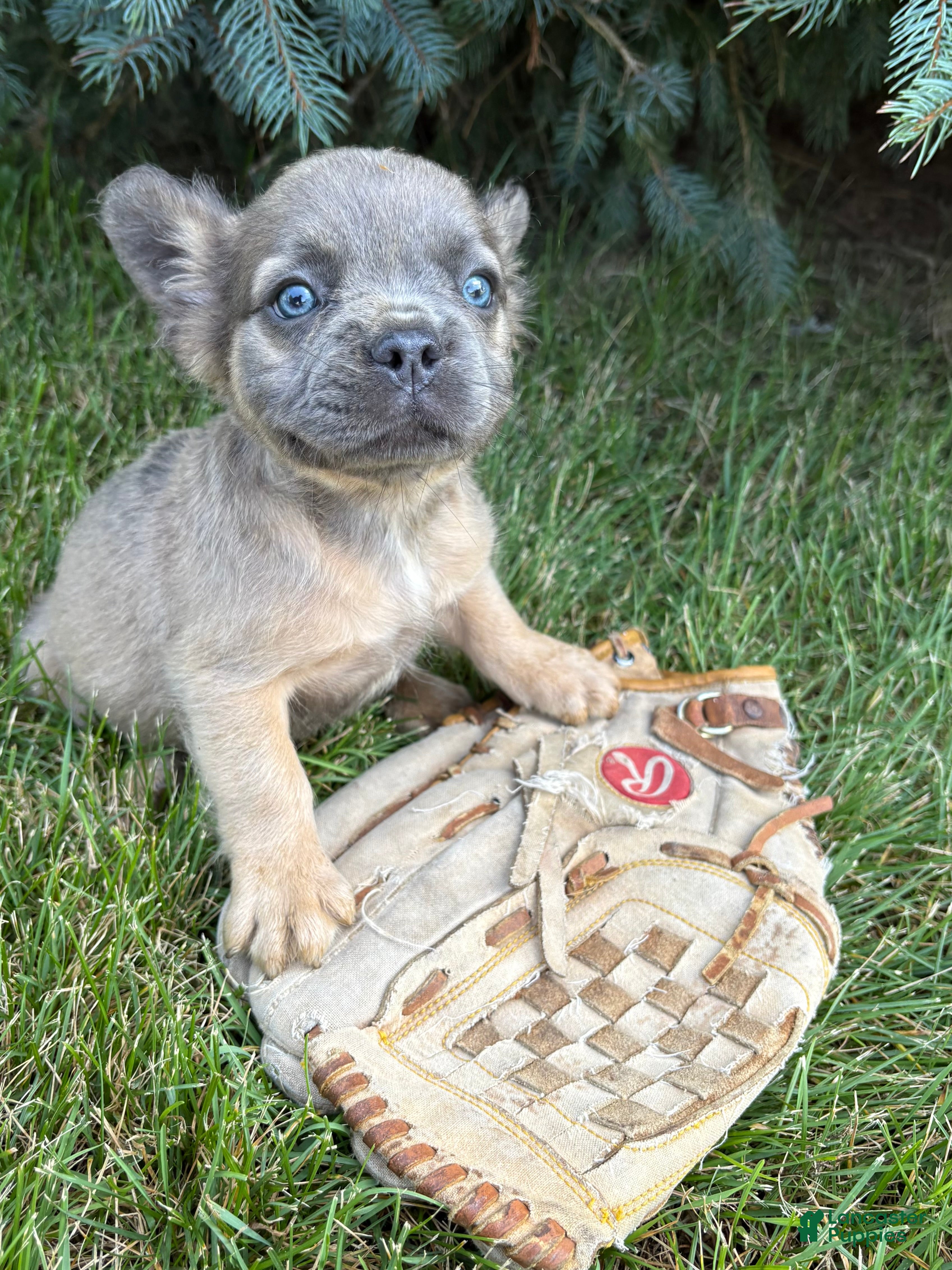 French Bulldog dogs Doc fluffy - Ad 2