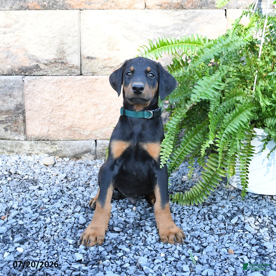 Doberman Pinscher dogs Pepper - Ad 2
