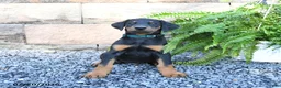 Doberman Pinscher dogs for sale: Pepper - Ad 2