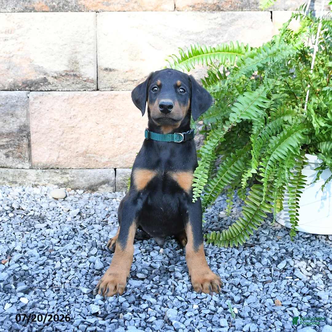Doberman Pinscher dogs for sale: Pepper - Ad 2