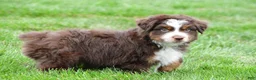 Miniature Australian Shepherd dogs for sale: Wendall - Ad 6