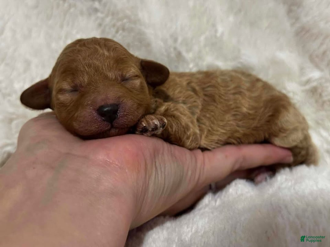 Toy Poodle dogs for sale: Lily - Ad 1