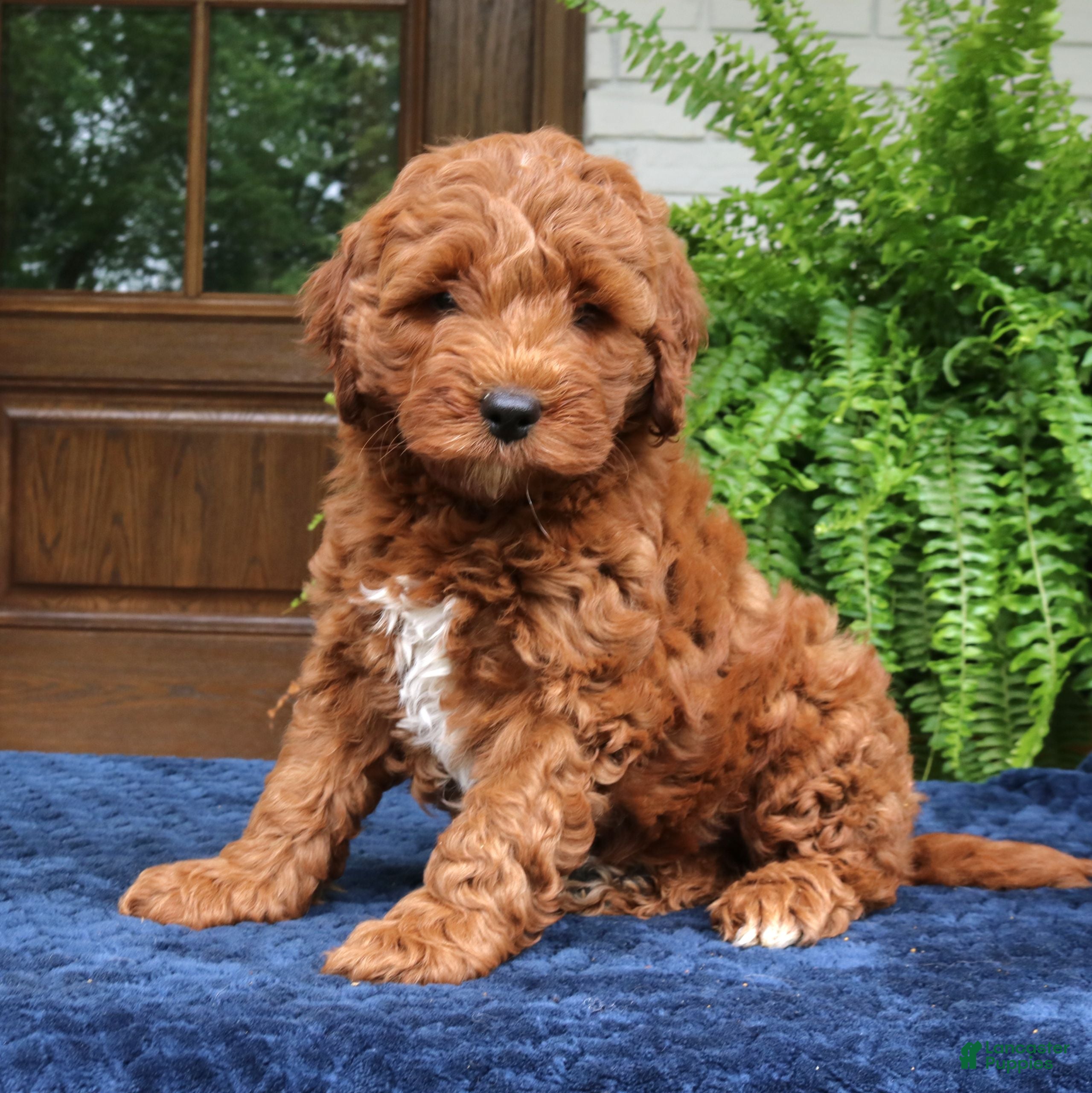 Mini Goldendoodle dogs Howard  - Ad 2
