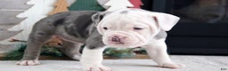 Olde English Bulldogge dogs for sale: Misty - Ad 2