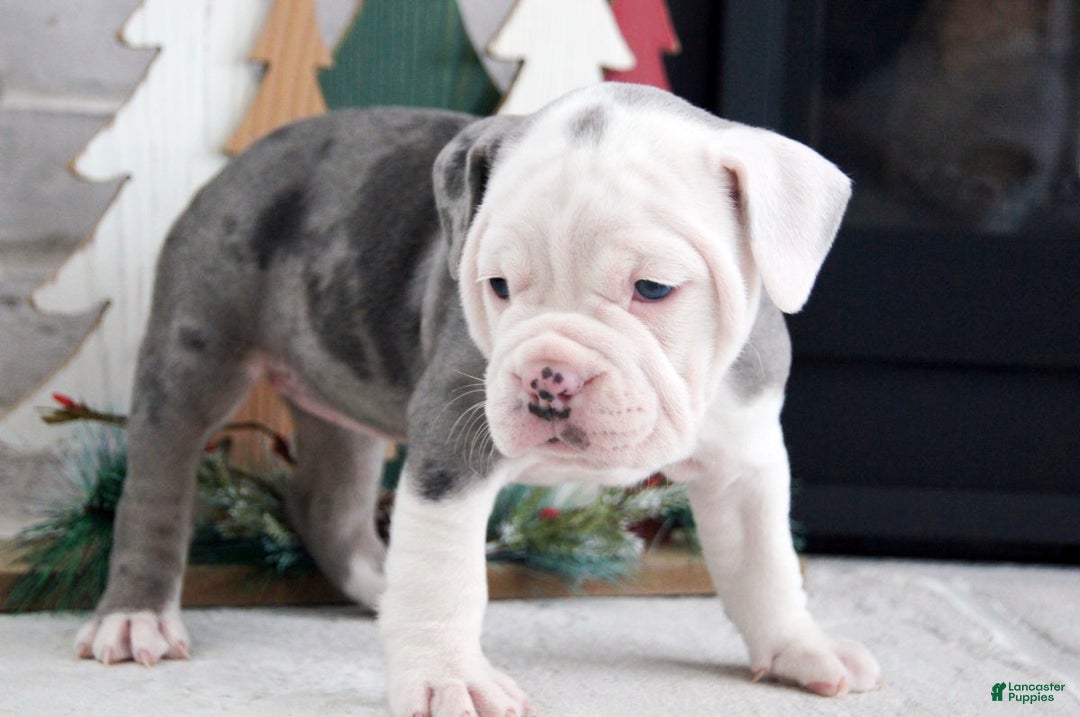 Olde English Bulldogge dogs for sale: Misty - Ad 2
