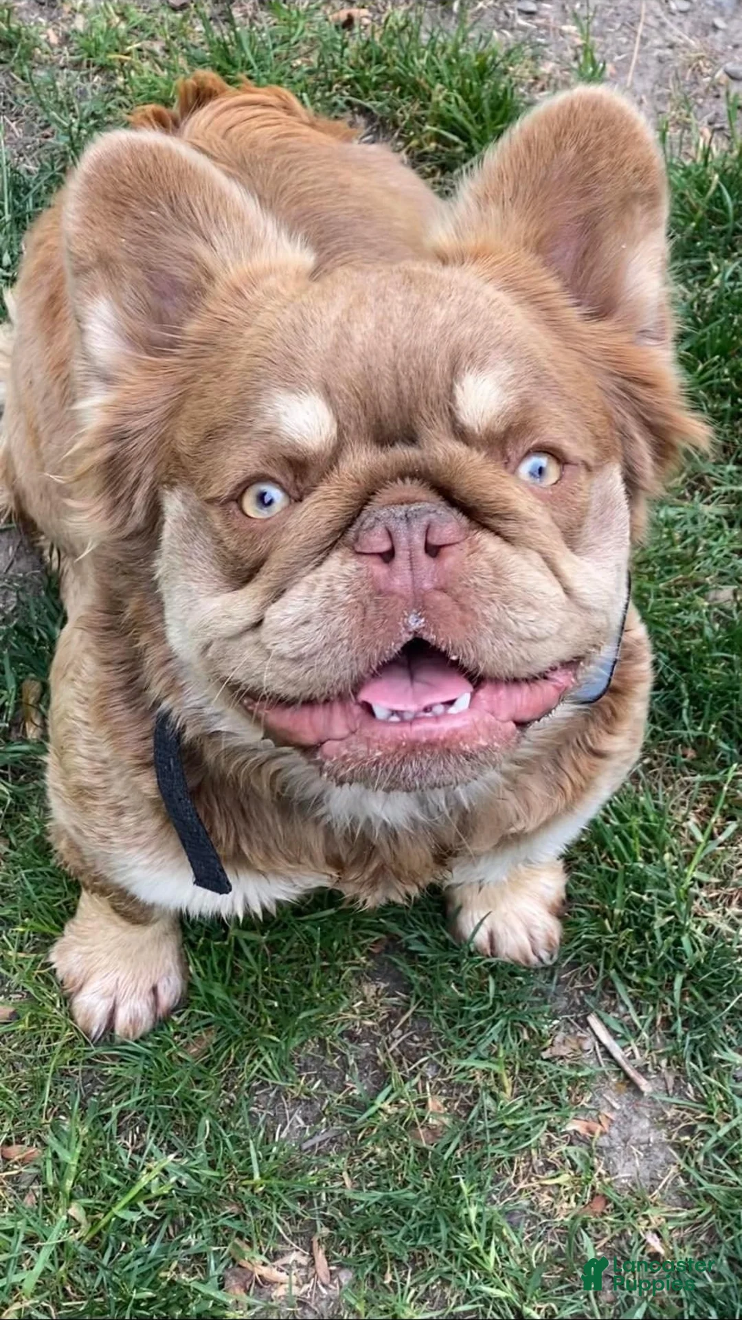 French Bulldog dogs for sale: New Shade Big Rope Fluffy French Bulldog Puppy - Ad 2