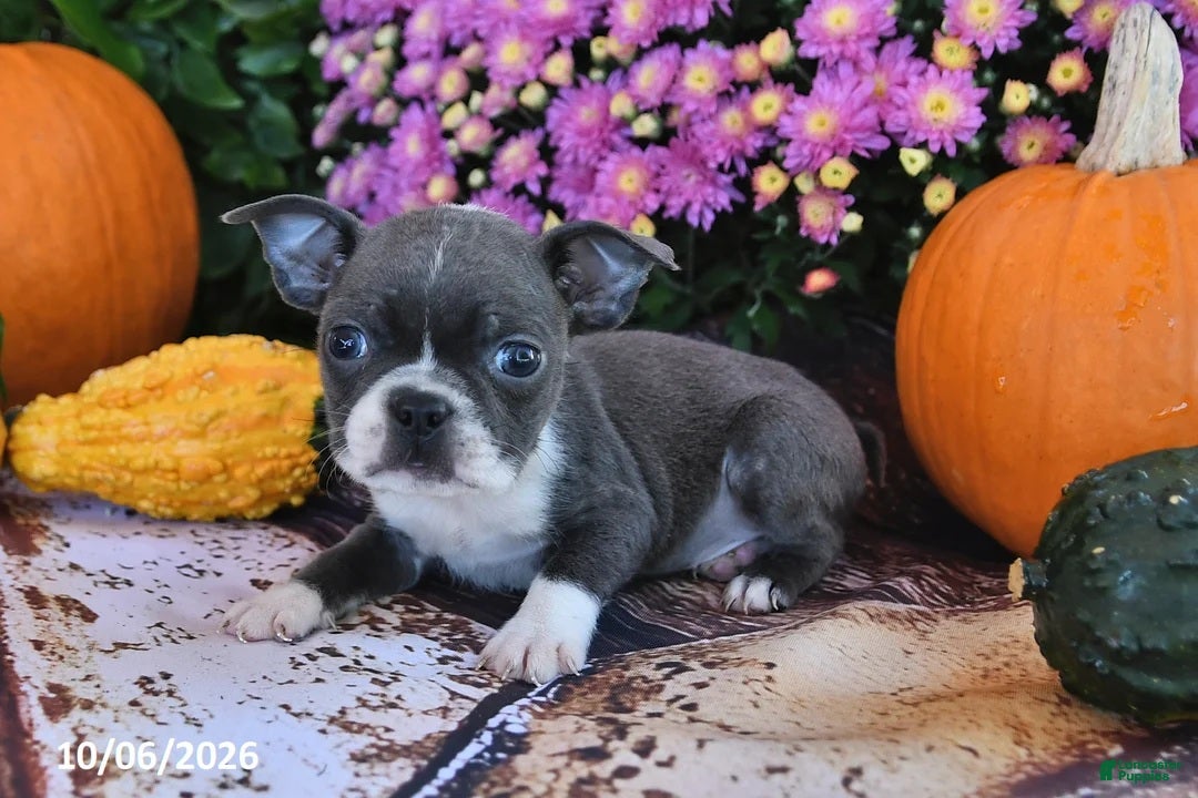 Boston Terrier dogs for sale: Theo Male Boston Terrier - Ad 2