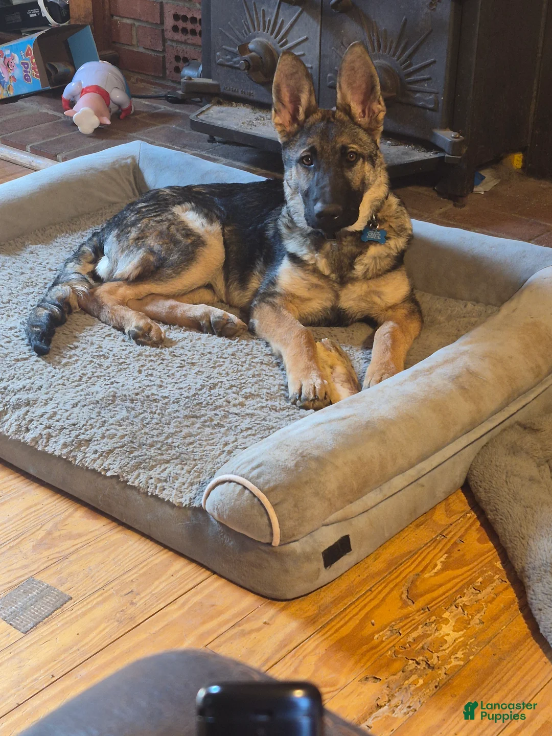 German Shepherd dogs for sale: German Shepherd Puppy 1 - Ad 2