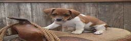 Jug dogs for sale: Faith - Ad 2