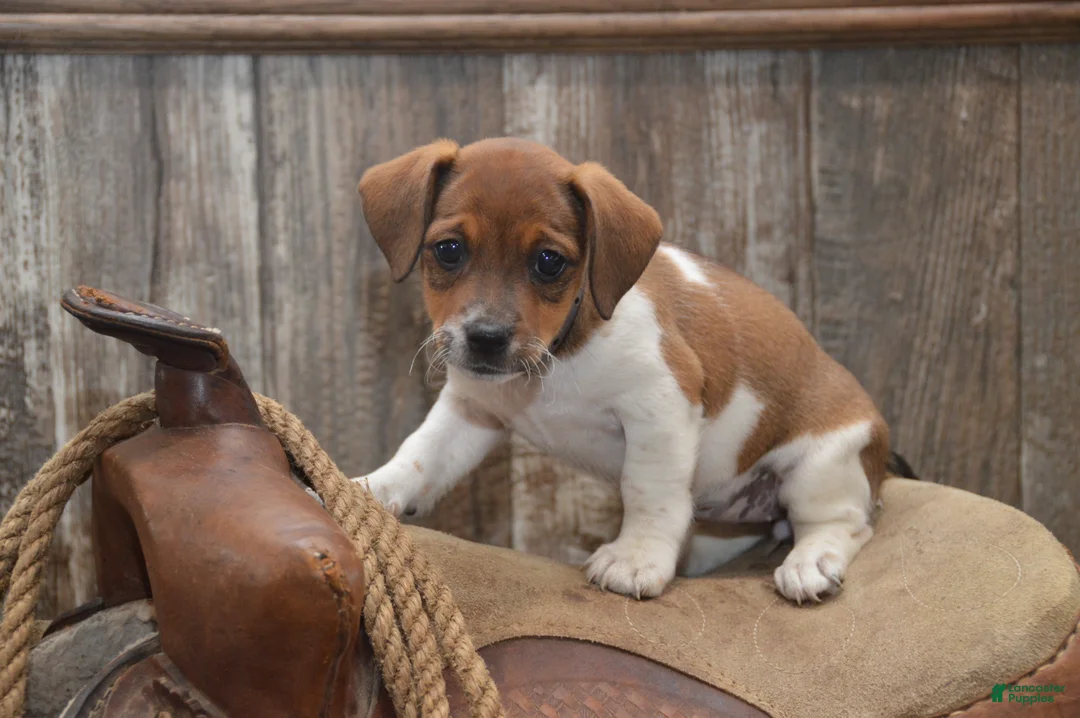 Jug dogs for sale: Faith - Ad 2