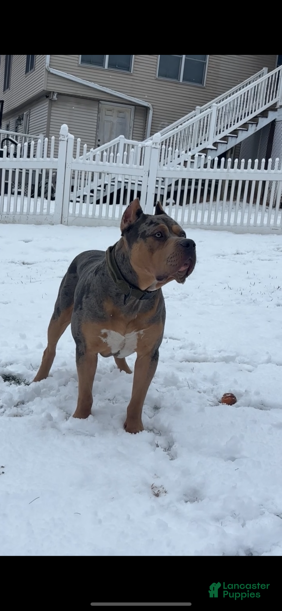 American Bully dogs Fawn ghost Merle  - Ad 2