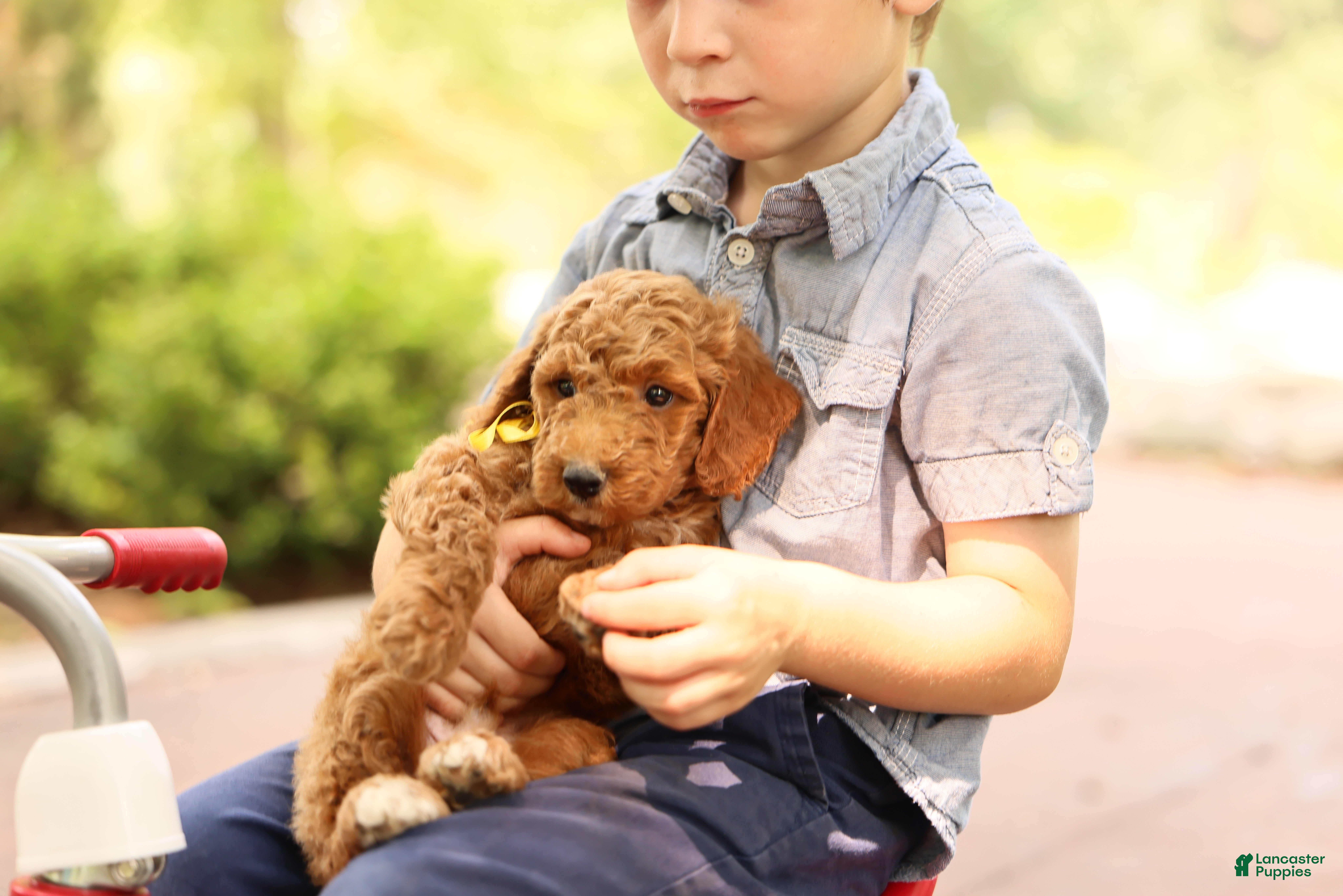 Mini Goldendoodle dogs Coleman - Ad 2