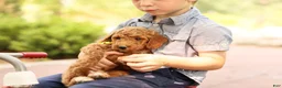Mini Goldendoodle dogs for sale: Coleman - Ad 2